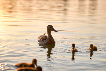Wild duck family of mother bird and her chicks swimming on lake water at bright sunset. Birdwatching concept