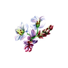 Fototapeta na wymiar Buckwheat flowers. Isolate on a white background. Watercolor illustration. For design solutions, packaging, textiles.