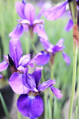 紫色をした綺麗なアヤメの花