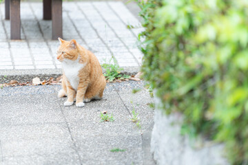 猫・野良猫