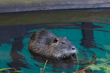 Close-up of the muskrat in the water. An otter eats a tree branch.