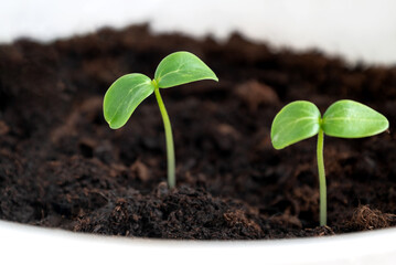 Close up of young green seedlings sprouts growing in ground