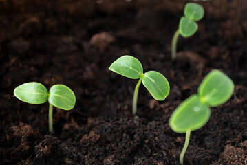Small green seedlings sprouts growing in soil close up