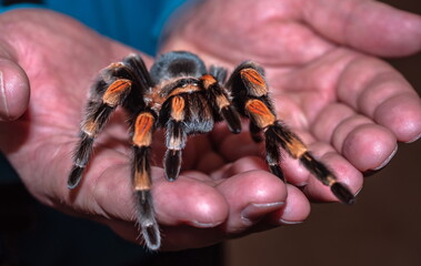  hand holding a spider