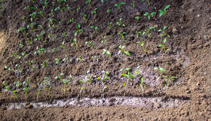 a woman is planting pepper seedlings in a greenhouse. Seedlings of sweet pepper.