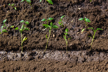 a woman is planting pepper seedlings in a greenhouse. Seedlings of sweet pepper.