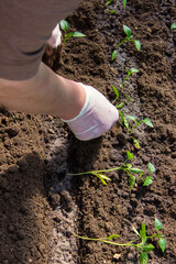 a woman is planting pepper seedlings in a greenhouse. Seedlings of sweet pepper.