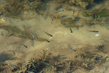 めだかの学校も始業式