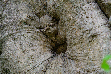 様々な顔を持つ木々の節目