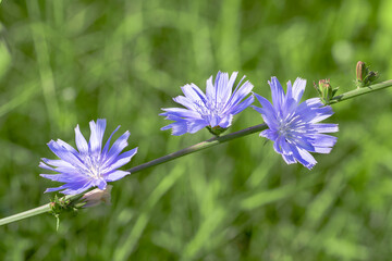 Blue cichorium chicory wild flowers on nature background. Common Chicory. Cichorium intybus. Close up - obrazy, fototapety, plakaty
