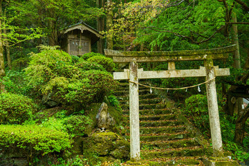 森の中にある歴史のある神社