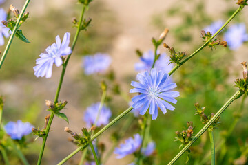 flowers in the meadow