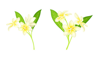 Frangipani, plumeria flowers with leaves set. Beautiful flowers of exotic plant vector illustration