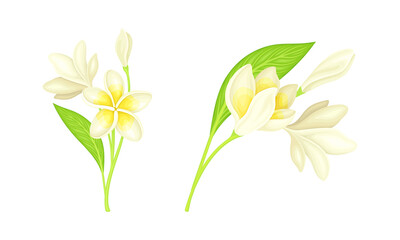 Frangipani flowers with leaves set. Beautiful flowers of plumeria exotic plant vector illustration