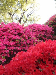 Japanese shrine festival of the &ldquo;Tsutsuji (Azalea)", Nezu Shrine, Tokyo Japan, year 2022 spring
