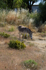 Small donkey grazing on a pasture tied on a leash in the sunny day (Rhodes, Greece)