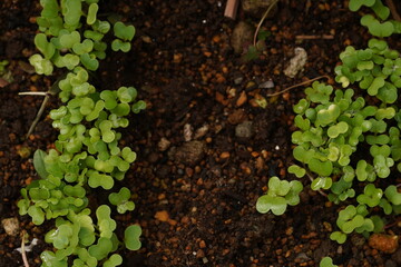 発芽した新芽　畑　ベビーリーフ　苗