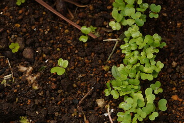 新芽の季節　芽生　発芽