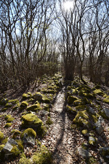Lohwald im Lützelsoon