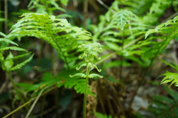 シダの新緑　草　緑