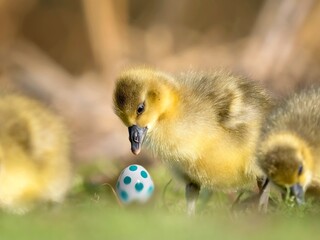 ducklings on the grass