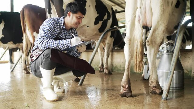 Agriculture Men wear striped shirts and boots Taking note of the inspection and analysis of cows on the farm while using the automatic cow sucker. happily inside the farm