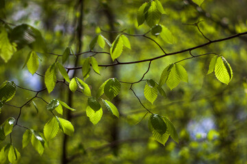 Bright Green leaves hanging from a tree