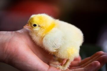 Newborn tiny yellow chicken in man's hand