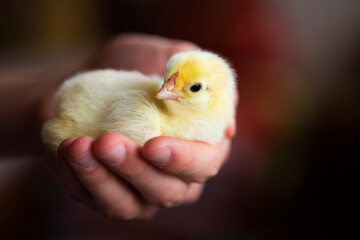 Newborn tiny yellow chicken in man's hand