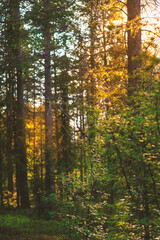Beautiful green forest trees with sunlight