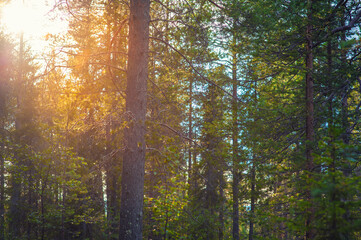 Beautiful green forest trees with sunlight