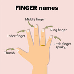 Finger names: thumb, index, middle, ring, little finger or pinky.  Education material. Vector design.