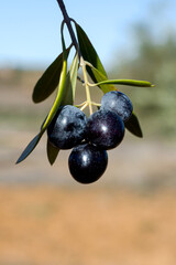 Black olives in the foreground with a landscape out of focus