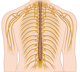 ilustración descriptiva de la ramificación de los nervios dorsal humano.