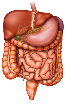 Anatomía del sistema digestivo humano