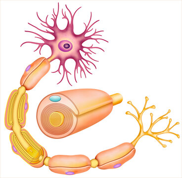 Ilustraci&oacute;n anat&oacute;mica, Neurona con la estructura y partes que componen la vaina de mielina.