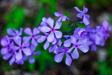 Blue Moon (Wild Blue Phlox), Woodland Phlox, Sweet William’ Blue Moon’, blooming in the spring time.