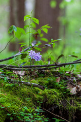 Blue Moon (Wild Blue Phlox), Woodland Phlox, Sweet William’ Blue Moon’, blooming in the spring time.