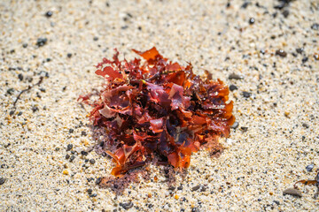 Red algae on the sandy shore at low tide. 