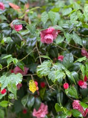 Tsubaki flowers in the rain in the street of Nezu Tokyo Japan, spring 2022