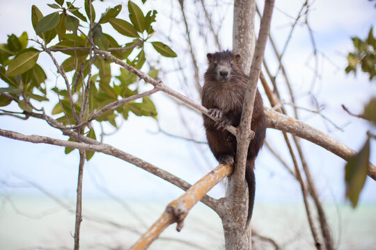 Cuban hutia sitting in a tree