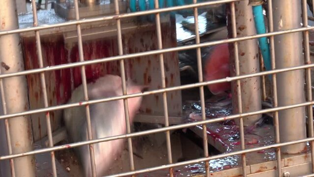 Decapitation of fish individuals on an automatic machine. The fish rides on the conveyor and the machine cuts off the head.