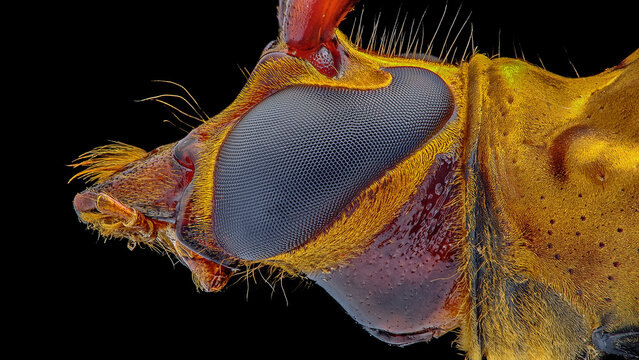 Extreme close-up of a beetle's eye