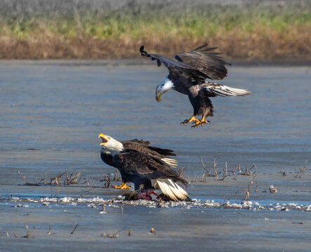 Two Bald Eagles Fighting Over Food, British Columbia, Canada
