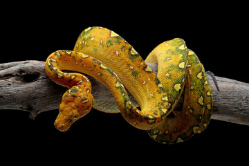 Juvenile Green tree python on a branch, Indonesia