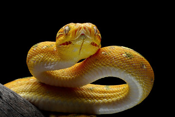 Juvenile Green tree python on a branch, Indonesia