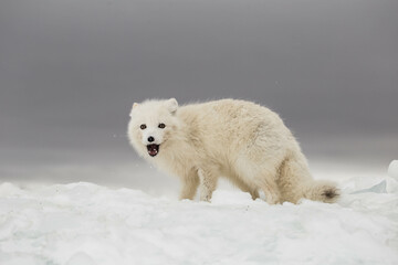 Fototapeta Lis polarny na południowym Spitsbergenie obraz
