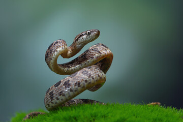 Boiga multomaculata snake coiled and ready to strike, Indonesia
