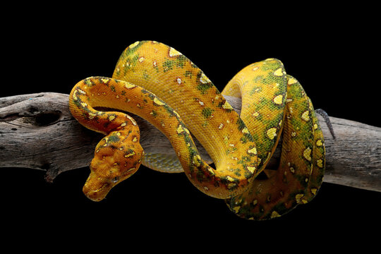 Juvenile Green tree python on a branch, Indonesia