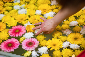 A woman's hand touching flowers in water